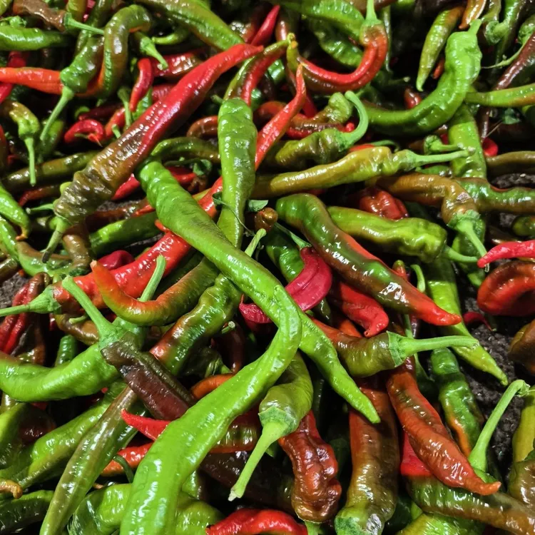 高辣农家薄皮螺丝椒新鲜皱皮青红混装香辣土辣椒新鲜蔬菜3/5斤