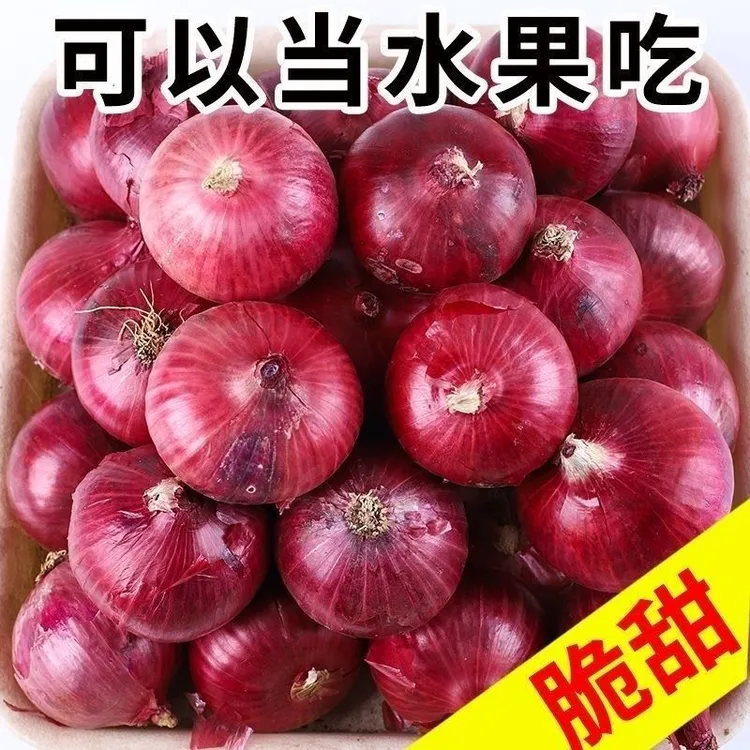 .爆款红皮洋葱种子紫色洋葱种籽四季耐寒紫皮球形葱头种孑农家庭