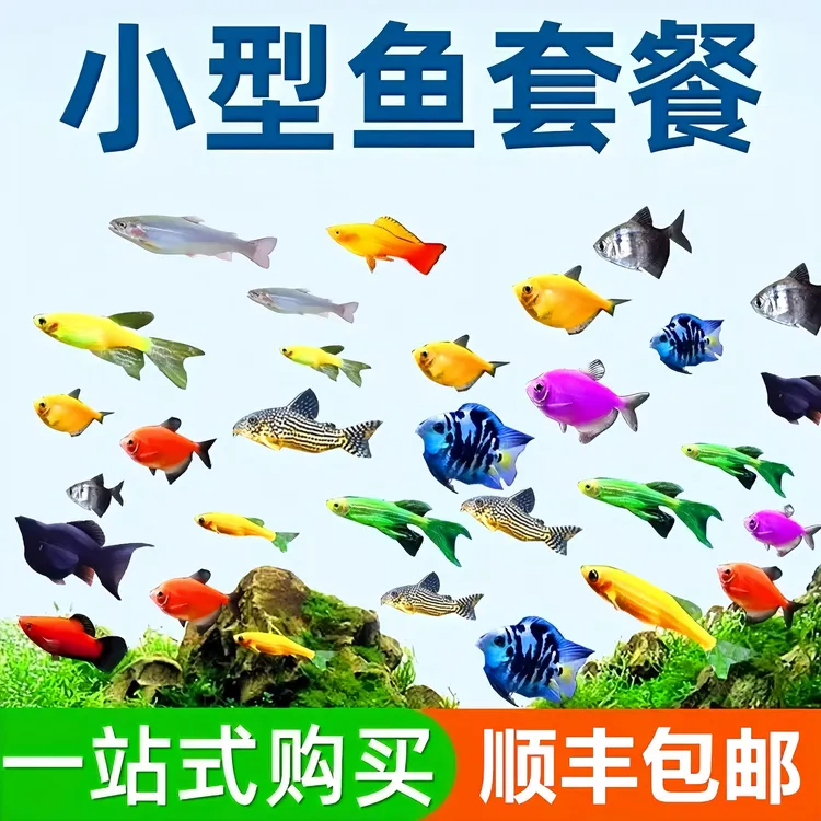 小型热带鱼活体观赏鱼好养耐活鹦鹉鱼米奇鱼天使鱼斑马鱼孔雀鱼苗