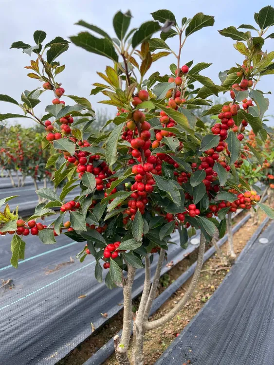 北美冬青精品盆栽冬青年宵花特级北美冬青花卉绿植盆栽室内发财果