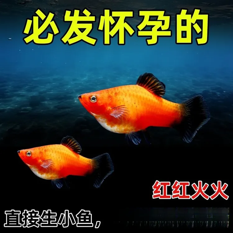 米奇鱼月光鱼胎生鱼小型鱼观赏鱼热带鱼好养活新手鱼