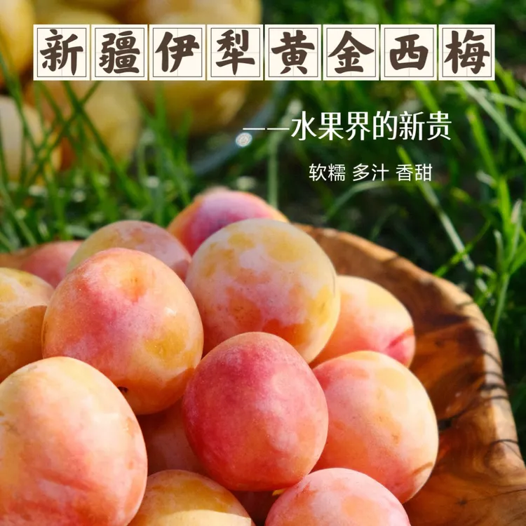 新疆伊犁胭脂黄金西梅，舌尖上的甜蜜宝藏，口感层次丰富软糯香甜
