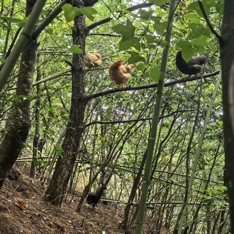 隆康高山原生态散养土鸡