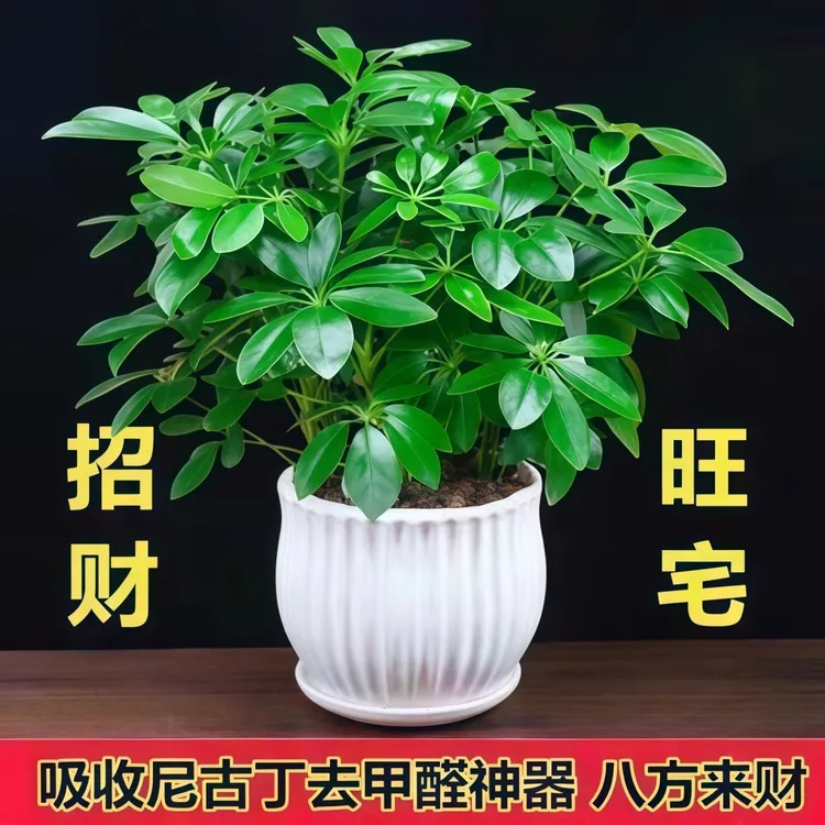 四季常青净化空气绿植鹅掌柴苗室内鸭脚木苗发财树苗八方来财盆栽