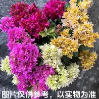 【重瓣四喜】三角梅花卉勤花四季开花基地直发