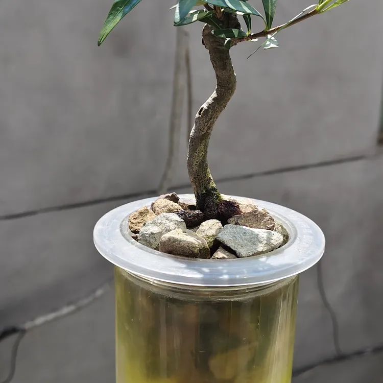 【刘军散打专属】海岛柳叶栀子花桌面景观绿植组合山水盆栽室内迷你