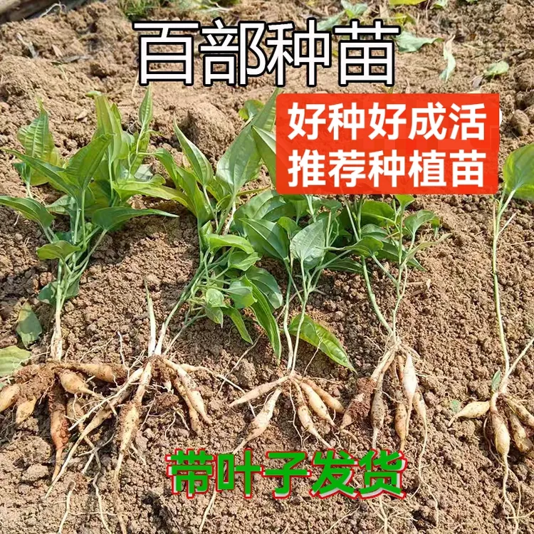 百部苗中药材种苗九重根高产紫花百部红花对叶大百部种苗