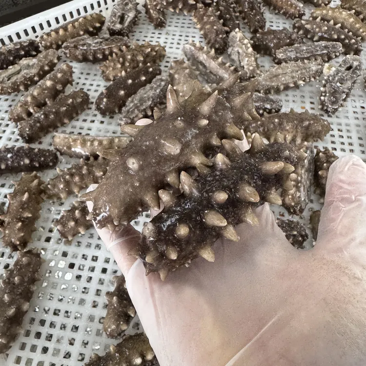 即食海参8头免泡发