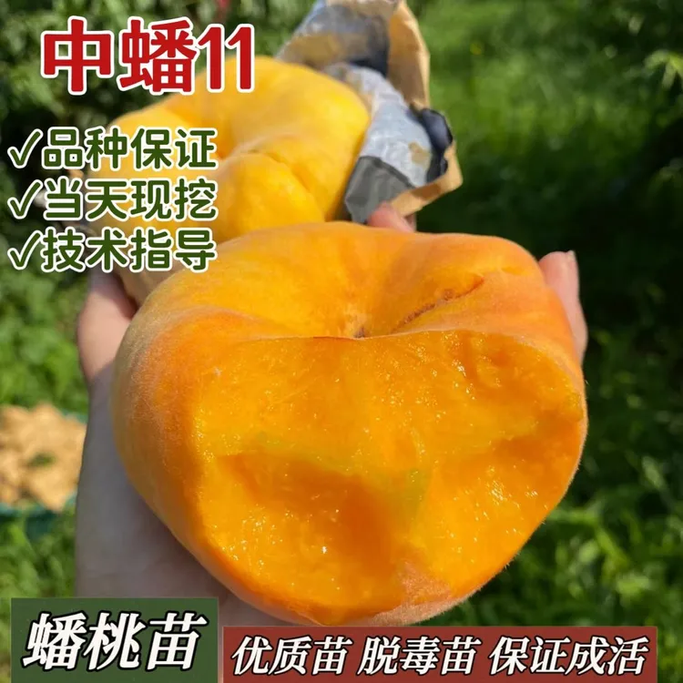 嫁接中蟠11号蟠桃树果苗特大脆甜黄金蟠桃树苗南北方庭院盆栽地栽