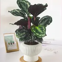彩虹竹芋盆栽HD室内办公桌面绿植美观鲜活好养护
