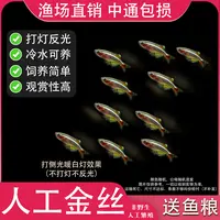 金丝灯鱼人工饲养冷水鱼斑马鱼灯鱼小型鱼原生鱼红尾灯科鱼观赏鱼