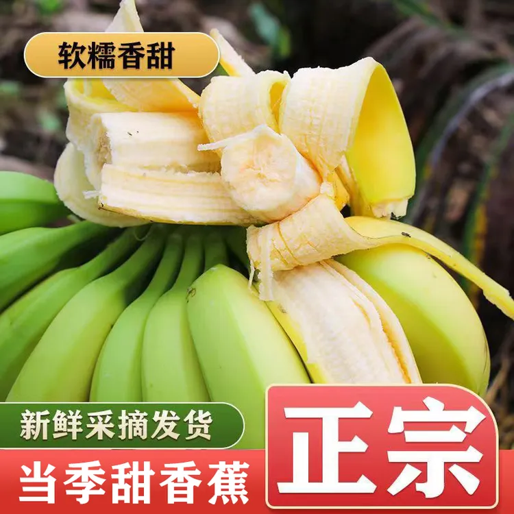 全爸农产品广东香甜蕉甜香蕉新鲜水果自然熟（顺丰快递）