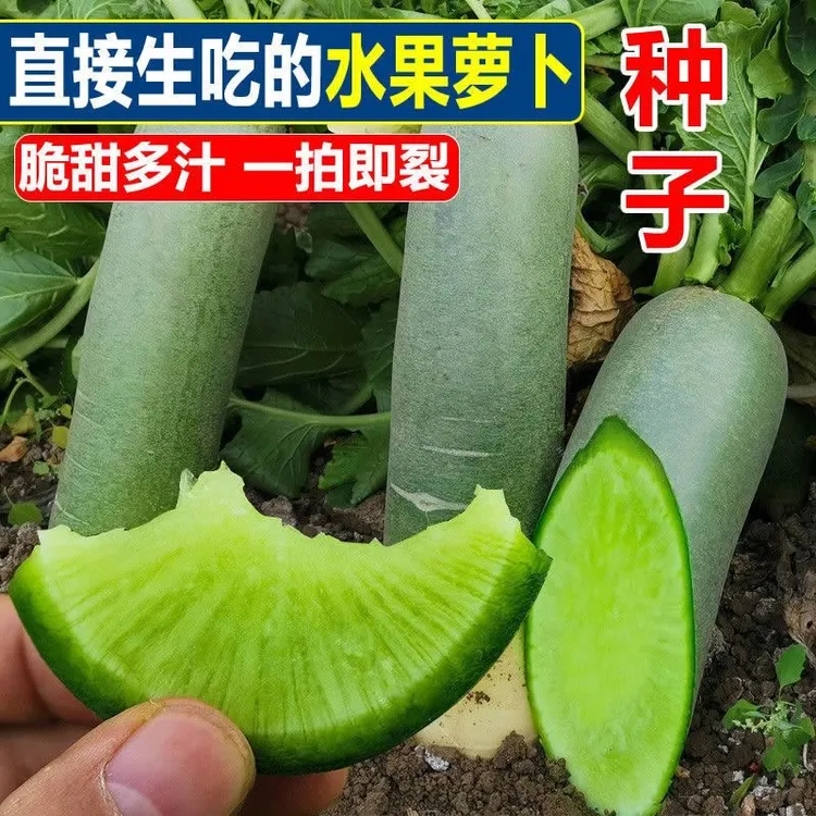 （拍2发3）冰糖脆水果萝卜种子生吃脆甜蔬菜种孑四季播种绿萝卜籽