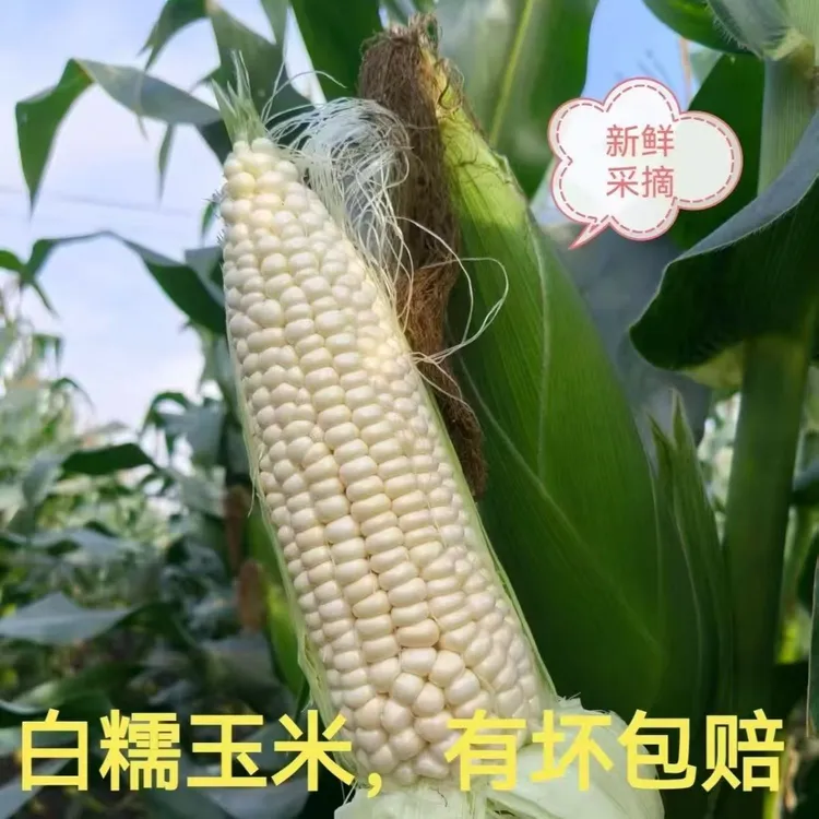 四川现摘农家新鲜白糯玉米甜糯玉米带壳应季蔬菜