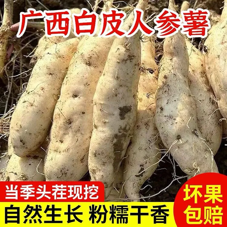 正宗网红牛奶人参白皮白心板栗薯粉香甜无丝新鲜现挖番薯商品图