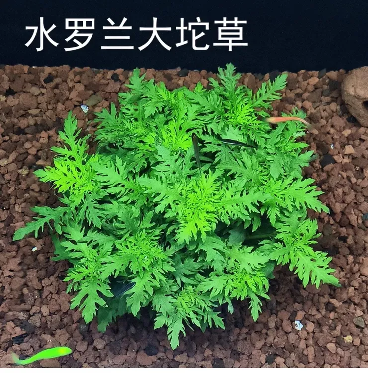 新手懒人水草水罗兰坨草