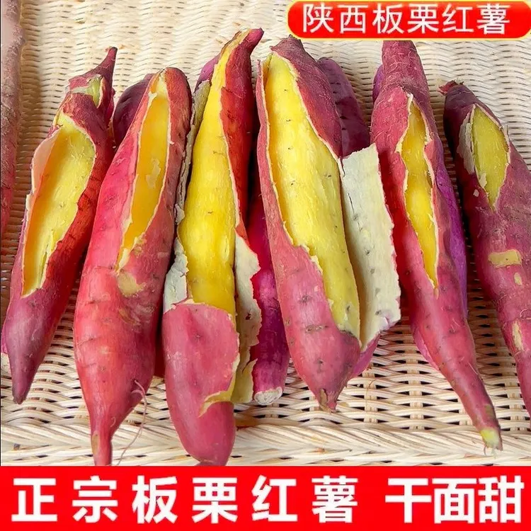 陕西板栗红薯5/9斤粉糯甘甜干面地瓜新鲜现挖沙地番薯白薯板栗薯