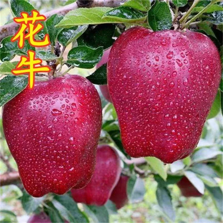 花牛苹果树苗嫁接大果苹果苗耐寒南北方种植盆栽地栽阳台庭院