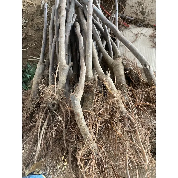 斯特拉无花果苗（1.5公分）