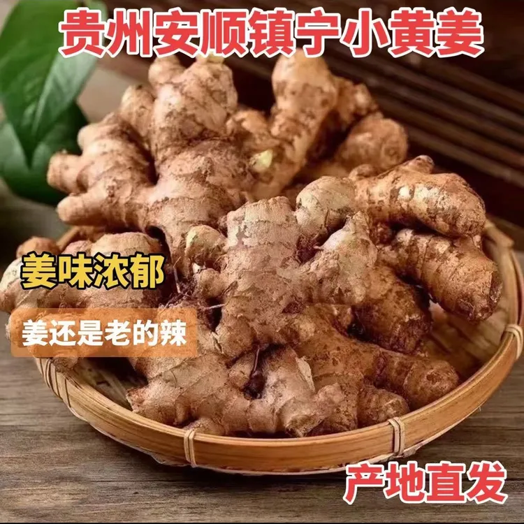 贵州安顺镇宁小黄姜老姜新鲜现挖香味浓郁辛辣够味高山种植生姜