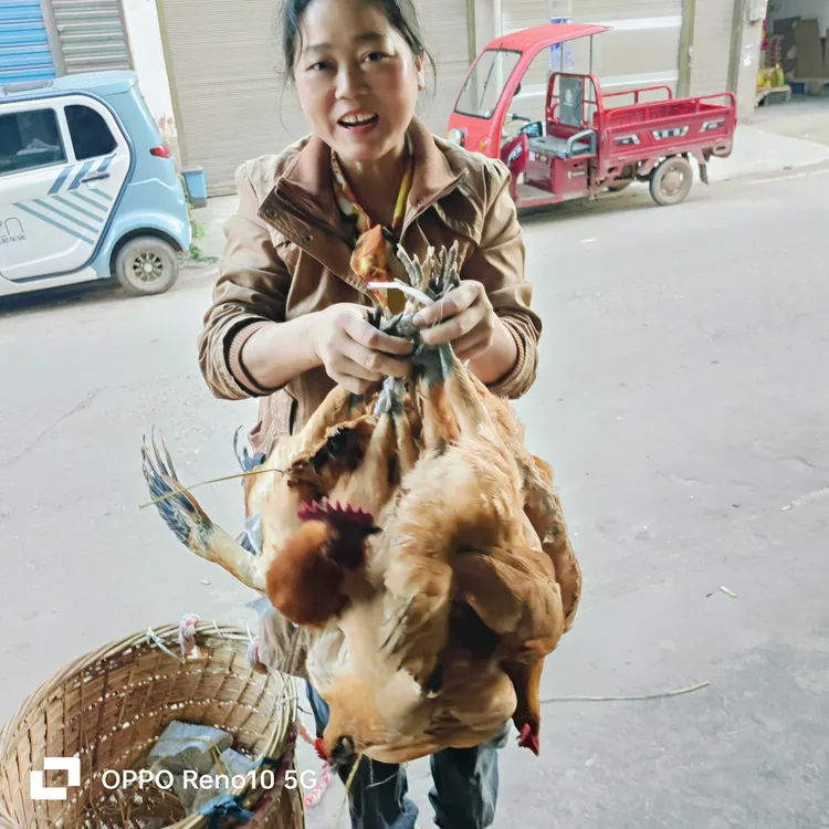 本地土鸡吃谷子的笨鸡散养吃火锅专用菜