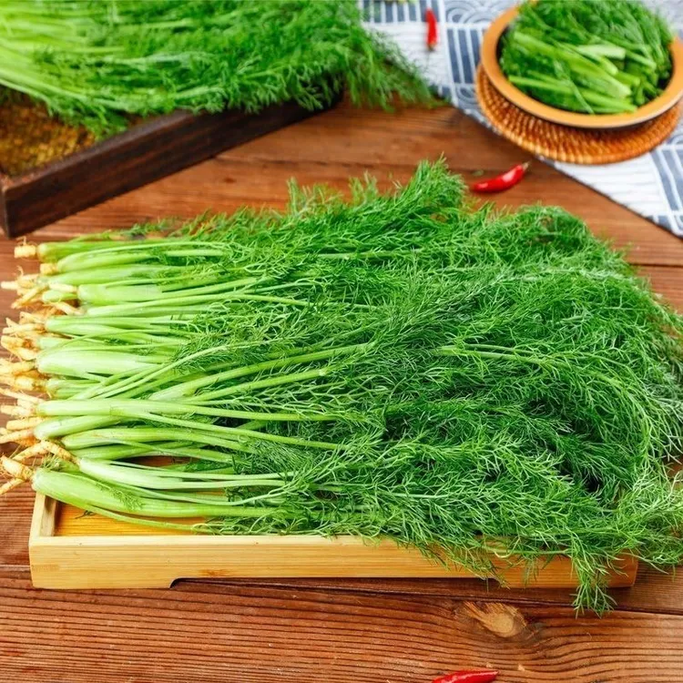 新鲜小茴香山东头茬茴香菜新鲜带根发货嫩茴香苗包邮