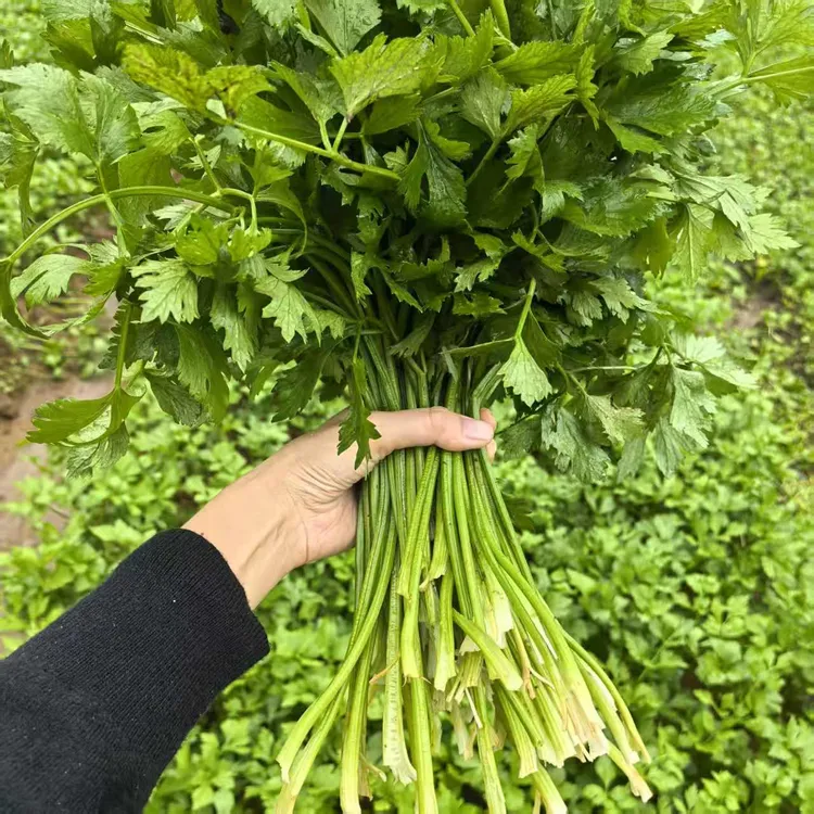 四川巴中恩阳本地特产本地芹菜巴中本地芹菜小芹菜非西芹