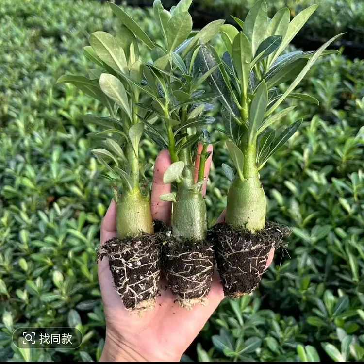 1年苗沙漠玫瑰开花重瓣包对版颜色有红色粉色黄色紫色玫红玫粉