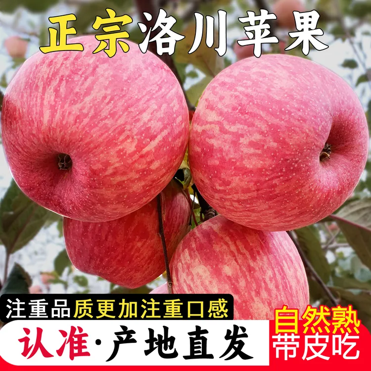 【买5斤送5斤】陕西洛川红富士苹果新鲜皮薄肉厚汁水充足5-10斤整箱