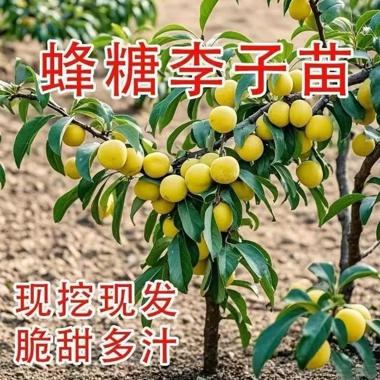 蜂糖李子树苗南北方地栽庭院盆栽阳台种植嫁接李子果树苗当年结果