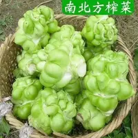 【全店满5包可发】涪陵榨菜种子正宗四川大头菜青菜头芥菜种籽