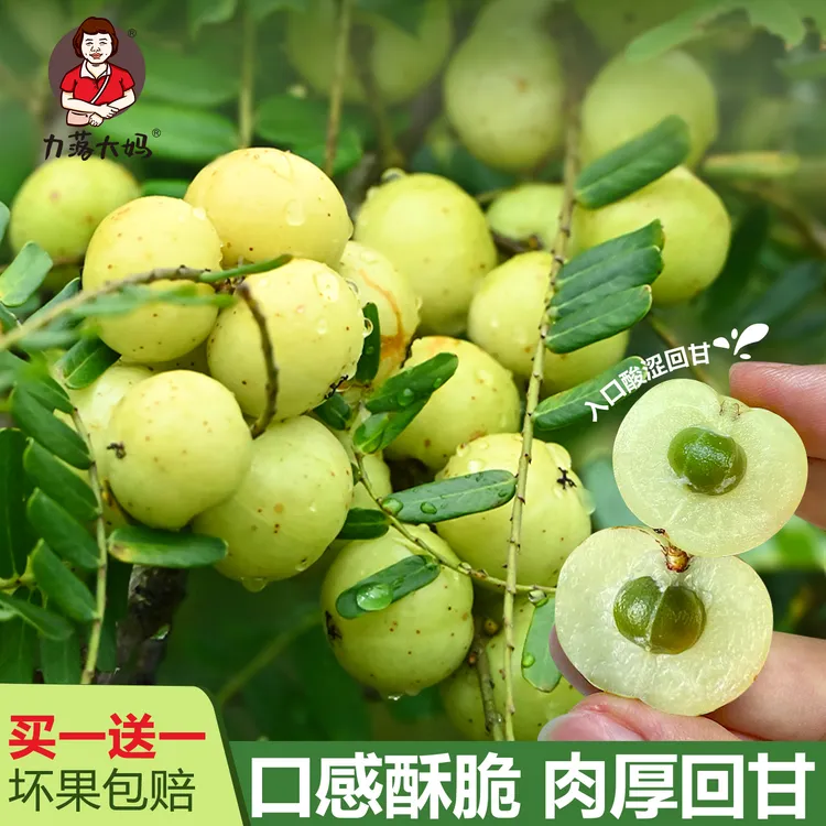 潮汕大妈油甘果新鲜崩坎油柑孕妇水果榨汁滇橄榄