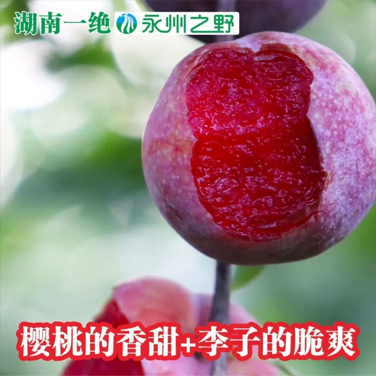 湖南正宗红心三华李新鲜采摘酸甜脆口应季水果