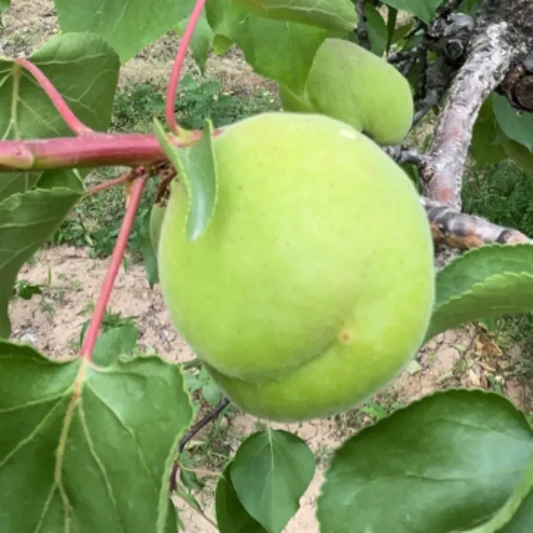 【怕酸勿拍】山西大青杏新鲜当季酸水果杏子孕妇水果非大黄杏