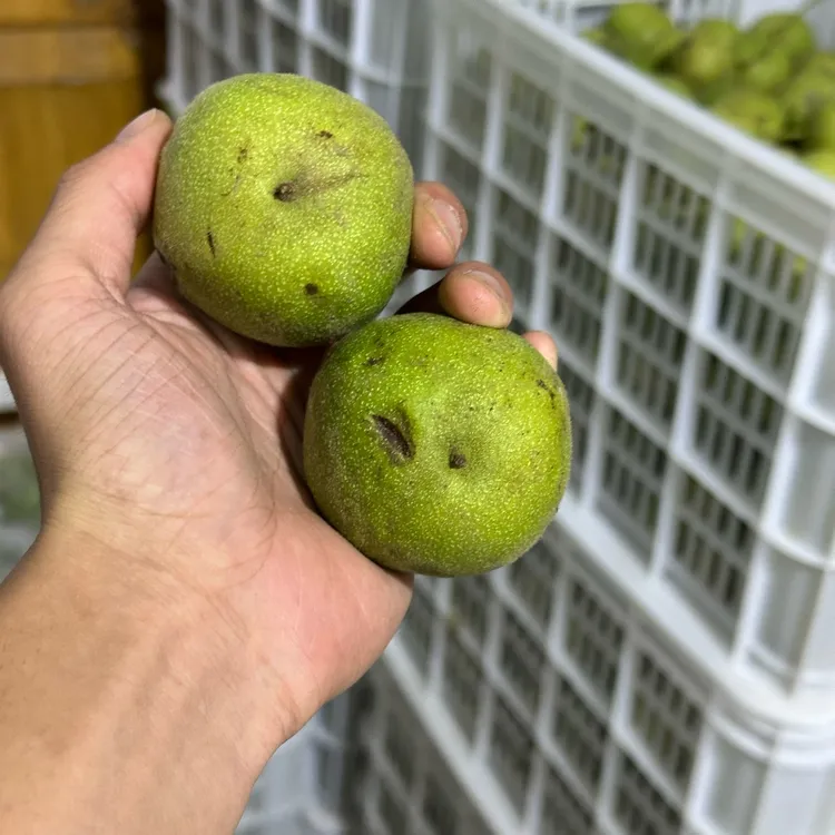 麻核桃把件大粗筋青皮 尺寸可选