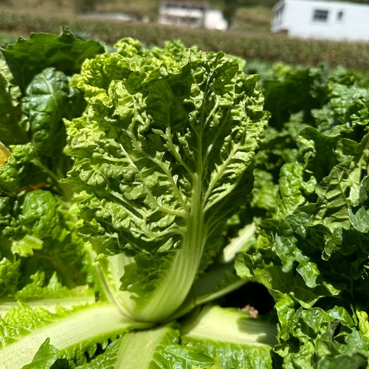 【罗妹专属】现砍现发贵州高山露天麻叶菜自然生长白菜新鲜蔬菜