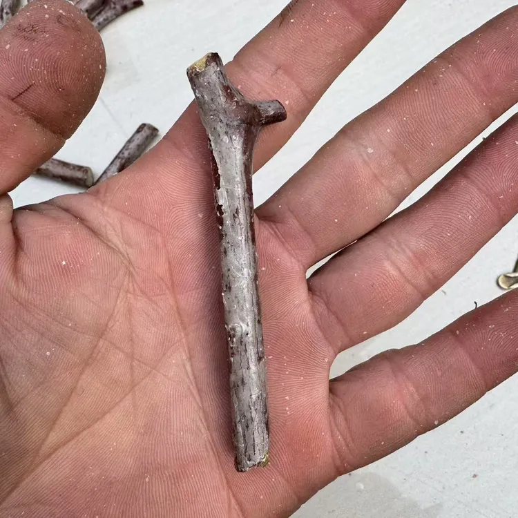 直播间盆栽地栽枣树接穗一物一拍