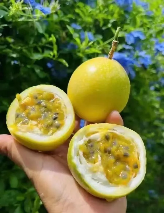 香甜多汁百香果新鲜当季水果产地直发