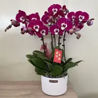 《米歇尔》精品蝴蝶兰  玫红色系   室内花卉