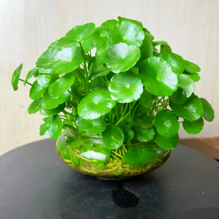 铜钱草水培植物室内外四季常青好养活净化空气花卉盆栽金钱草办公