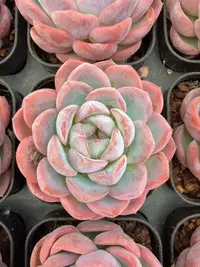 70#（桃花）白玫瑰珍妮（4-6cm）脱土