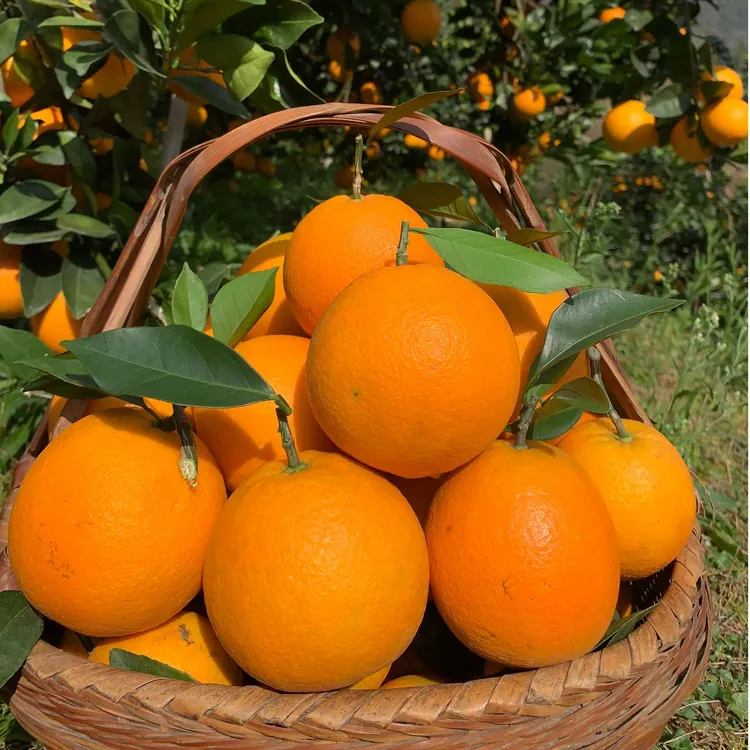 正宗江西赣南脐橙10斤清甜多汁新鲜甜橙子当季好吃水果橙香爽甜橙