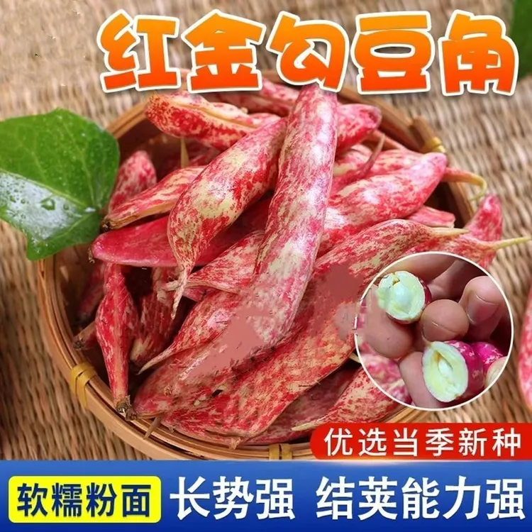 春秋红金钩豆角种子高产四季播种架豆东北油豆角种籽芸豆蔬菜种籽