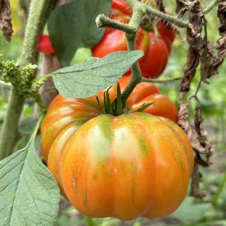 贵州老品种丑西红柿、番茄顺丰包邮新鲜现摘沙瓤酸甜多汁