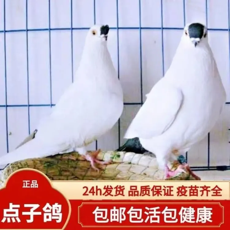 观赏鸽 点子 鸽子