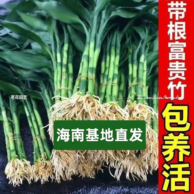 带根富贵竹水培植物水养室内客厅绿植净化空气好养招财旺运