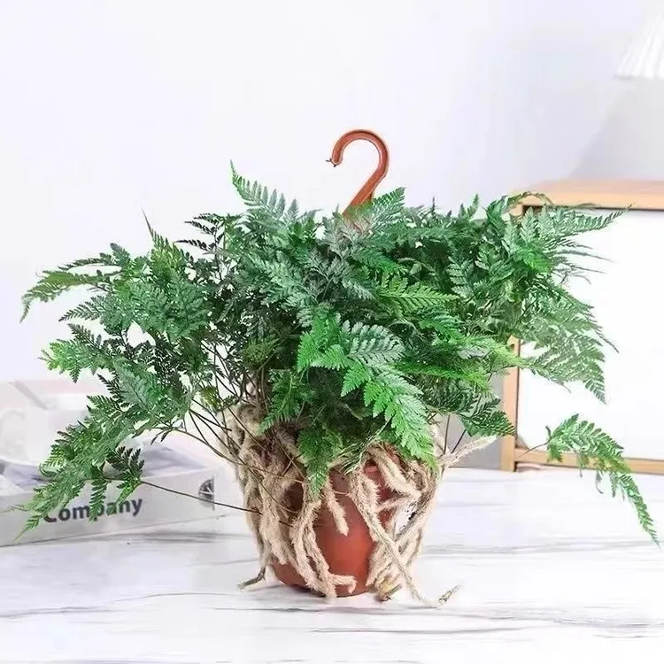 狼尾蕨蕨类植物室内蕨类好养桌面盆栽净化空气绿植四季常青