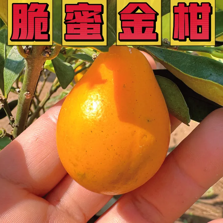 正宗脆蜜金桔脆蜜金桔盆栽地栽果苗嫁接浙江发货优质栽种成活种植