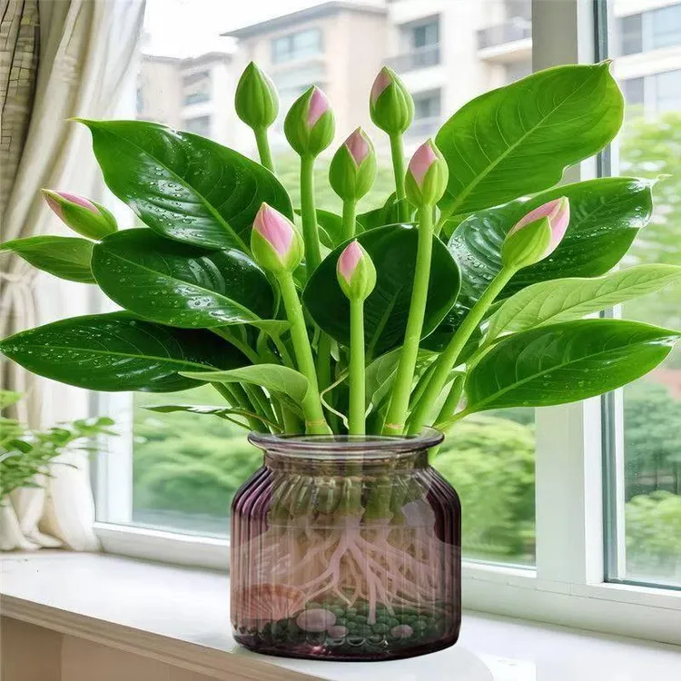 金钻水养大叶金钻盆栽室内绿植办公室客厅四季常青水培土培香薰粉