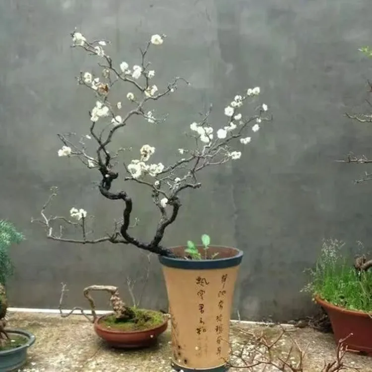 龙游梅自然造型适合盆栽庭院